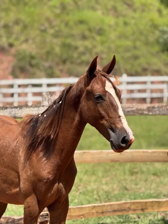 Potro Mangalarga Marchador extra de marcha picada e de genética! - Foto 4