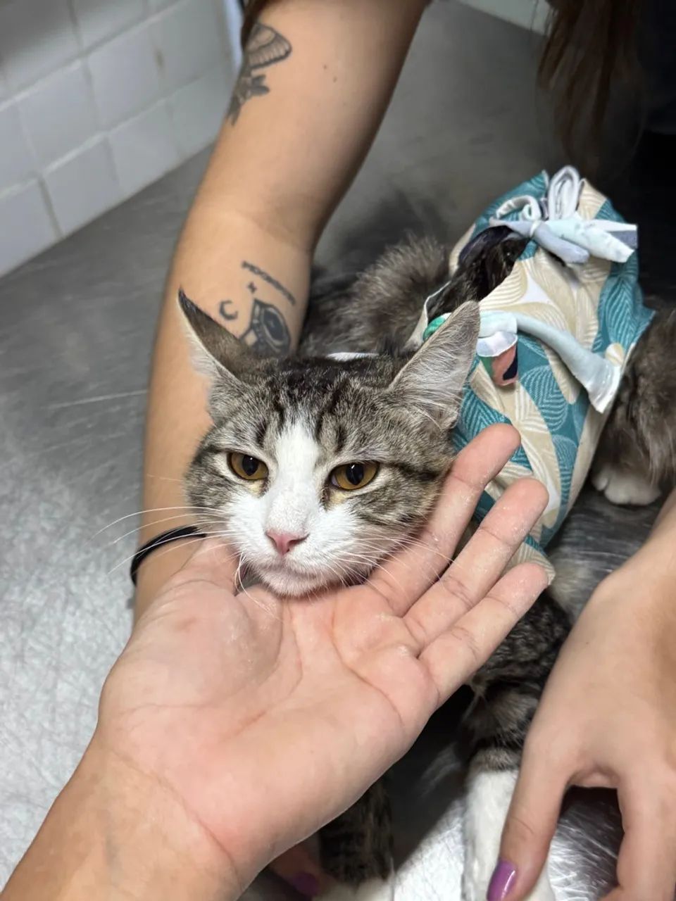 Gatinha filhote para adoção  - Foto 4
