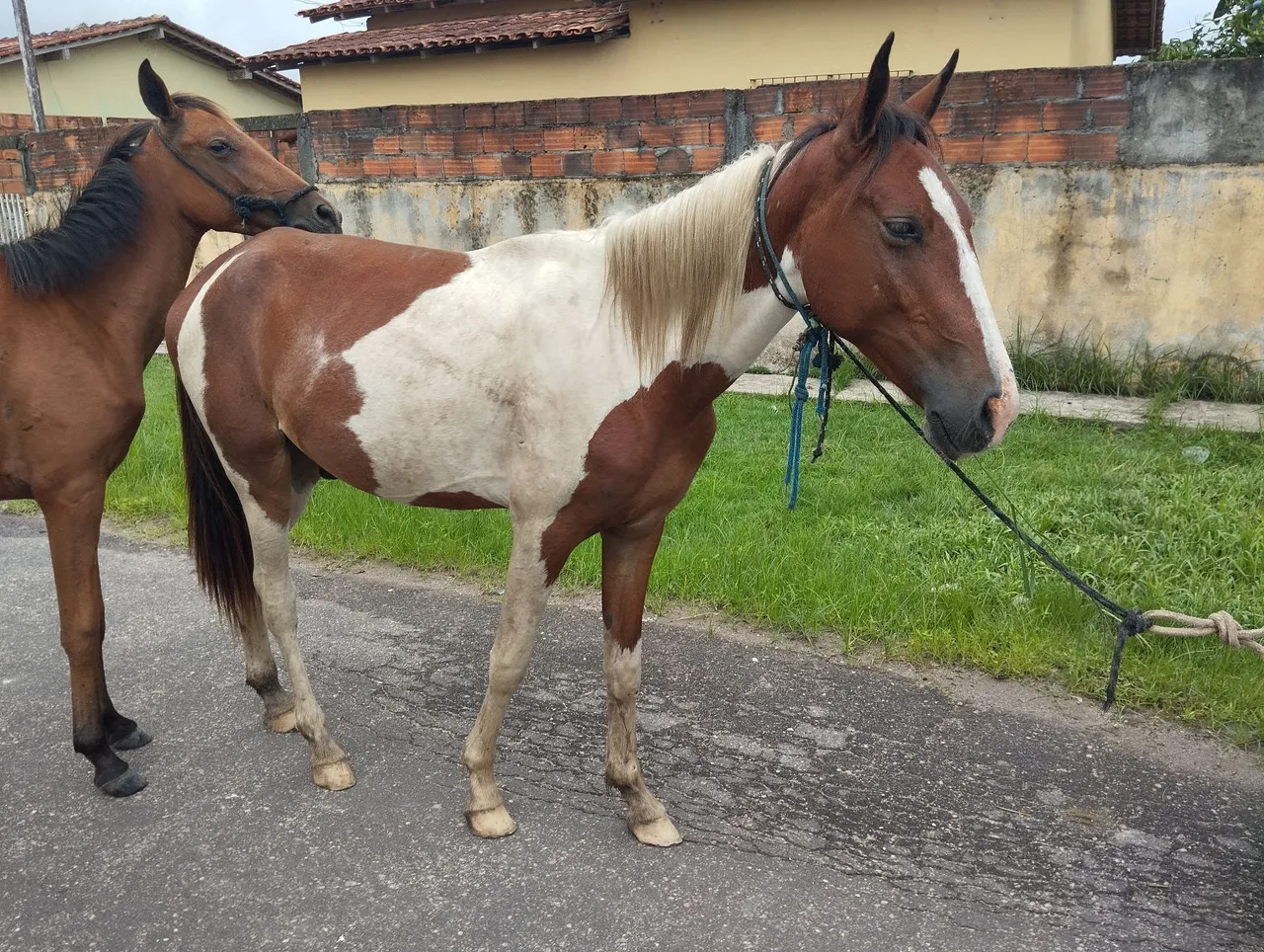 Potro