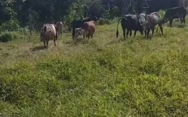 NOVILHAS e VACA - Foto 2