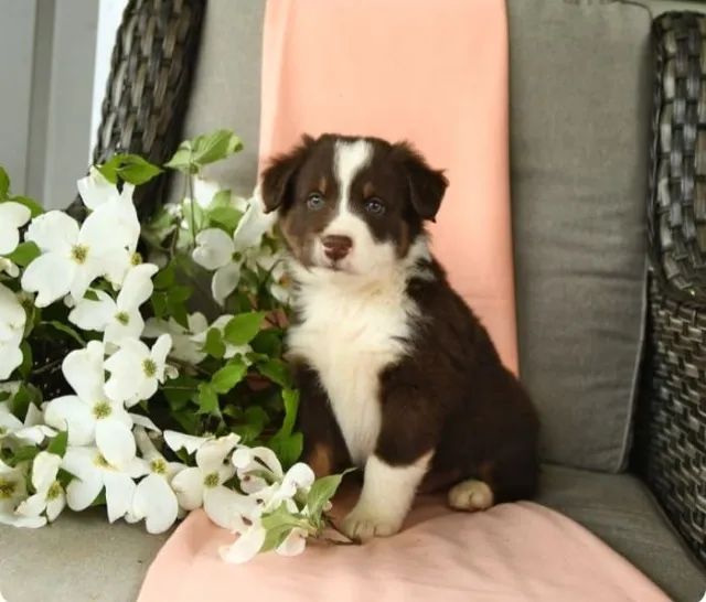 Border Collie machos e fêmeas, mais informações *