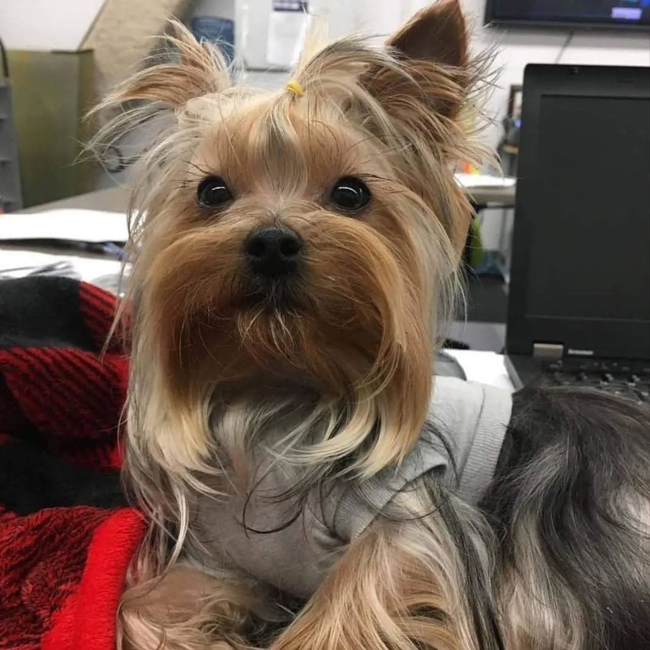 Filhotes de Yorkshire micrinhos pais com pedigree aceito cartões em até 12x  - Foto 3