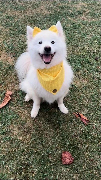 Filhotes de Samoieda  - Foto 6