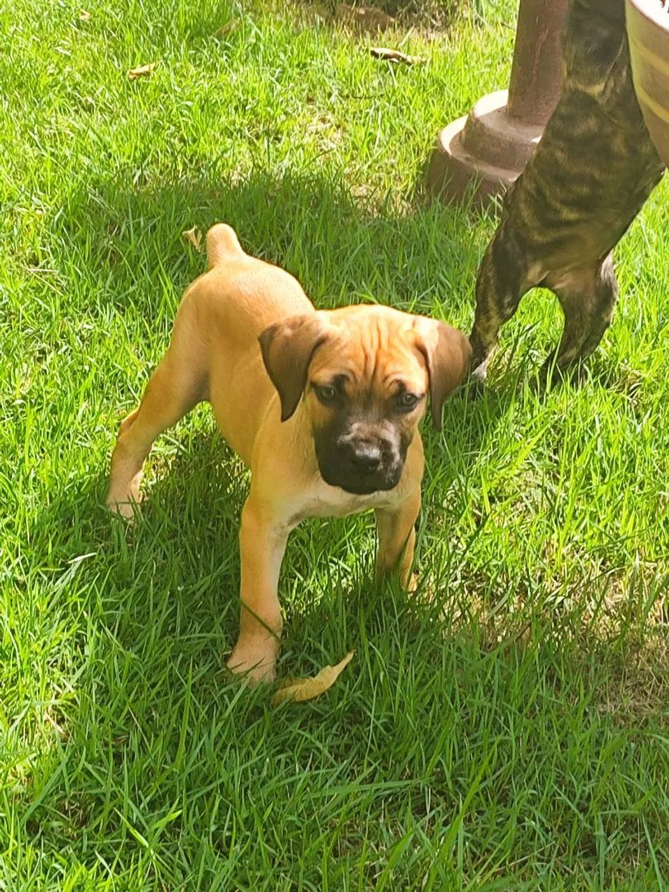Filhote Cane Corso - Foto 3