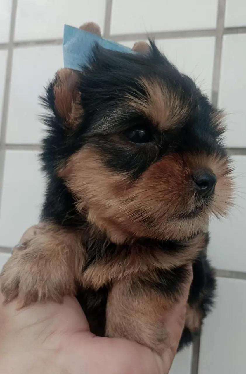 Filhote de Yorkshire Terrier micro