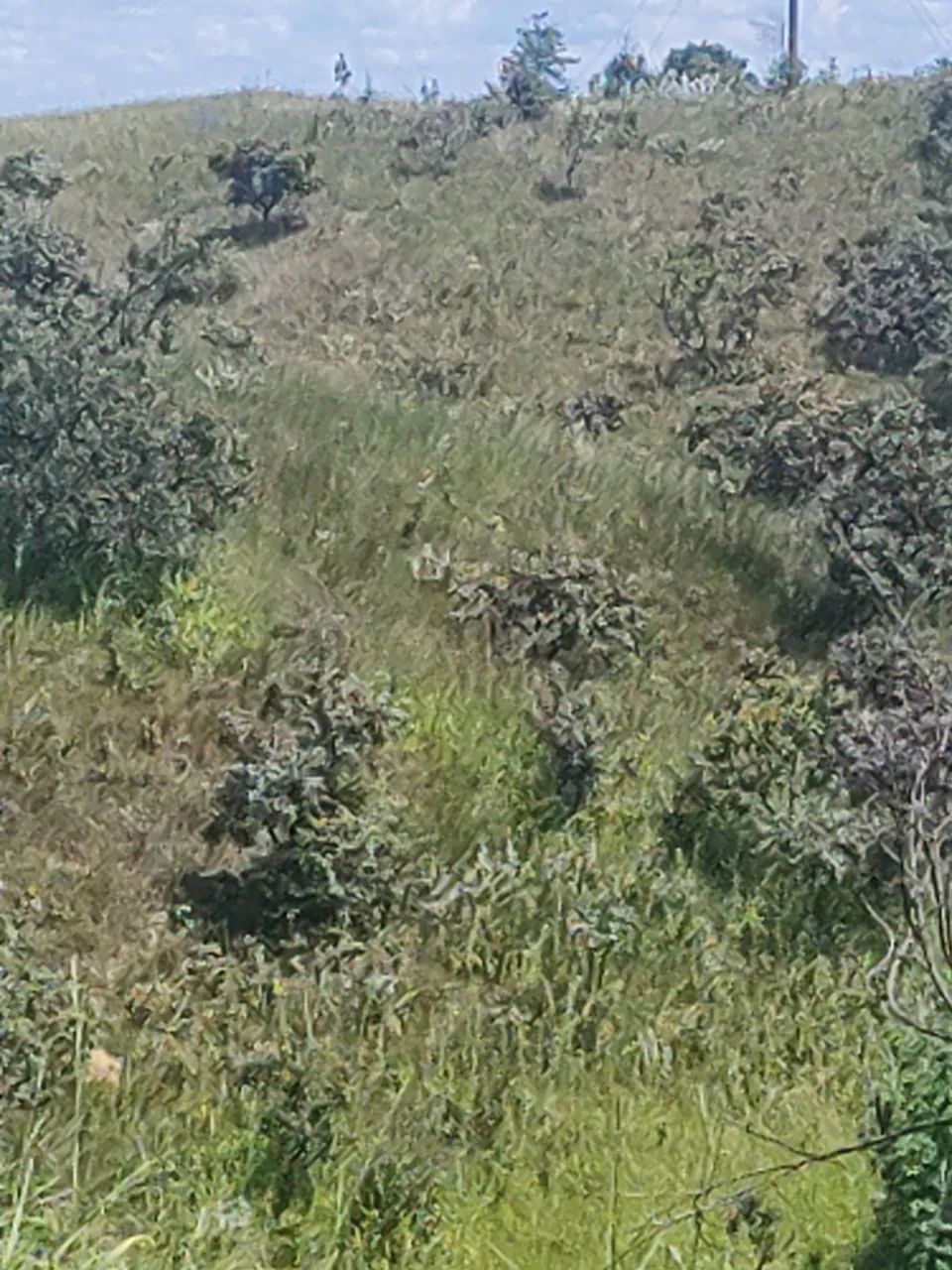Chácara jardim Guaíra águas lindas  - Foto 2