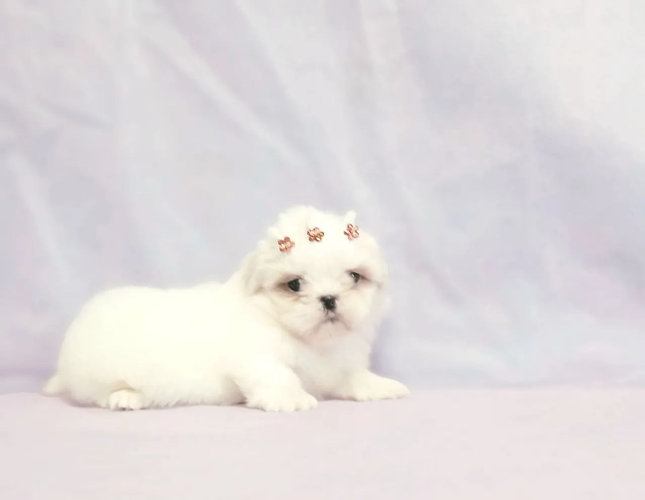 SHIH TZU - LINDOS FILHOTES - Foto 4