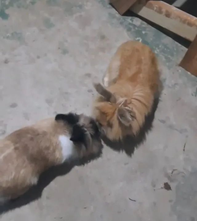 Coelhinhos da raça lion - Foto 3