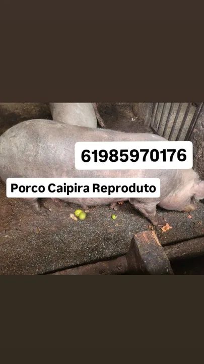 Porco Caipira Reprodutor