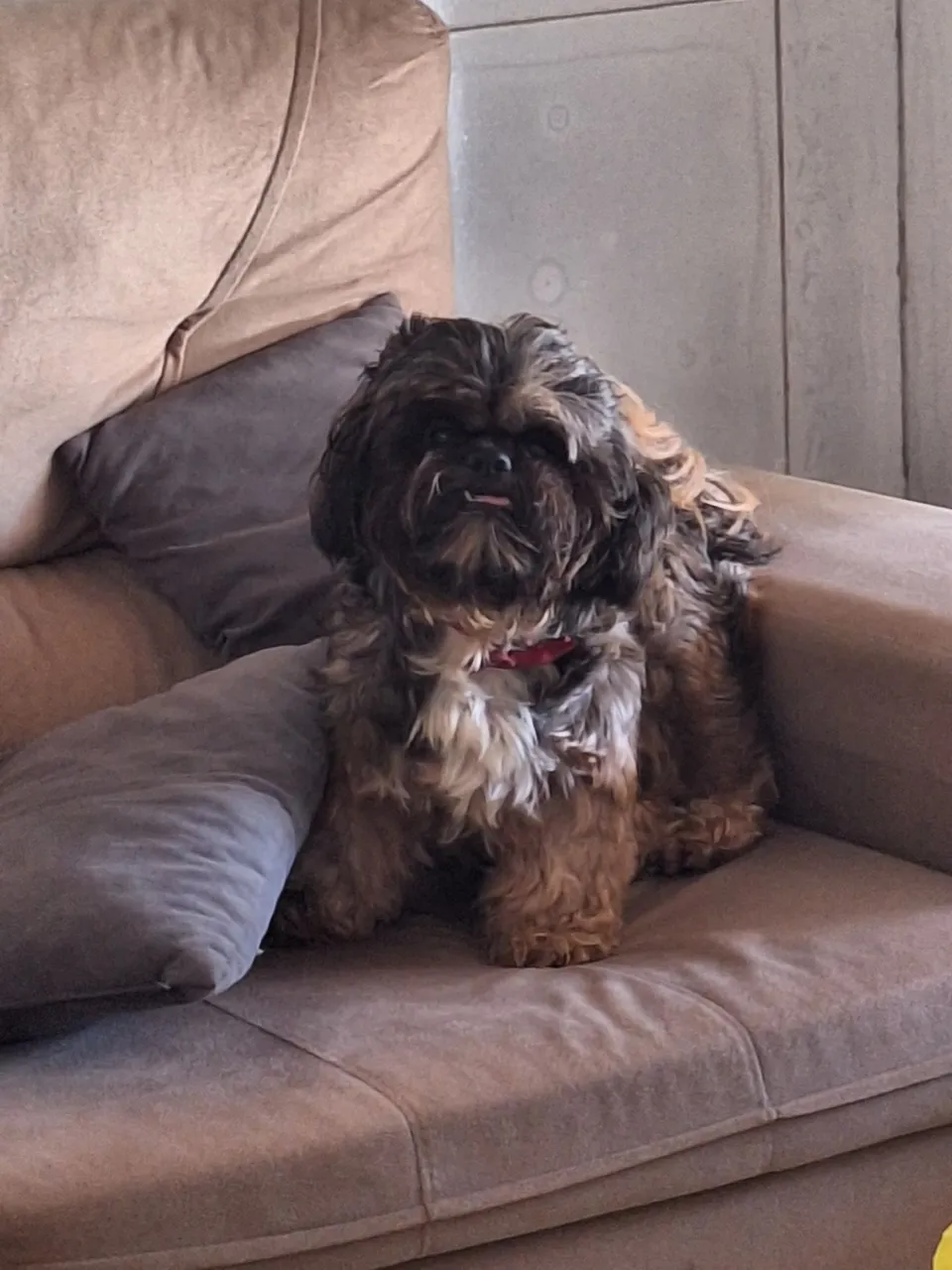 Shih Tzu Pra Namora !