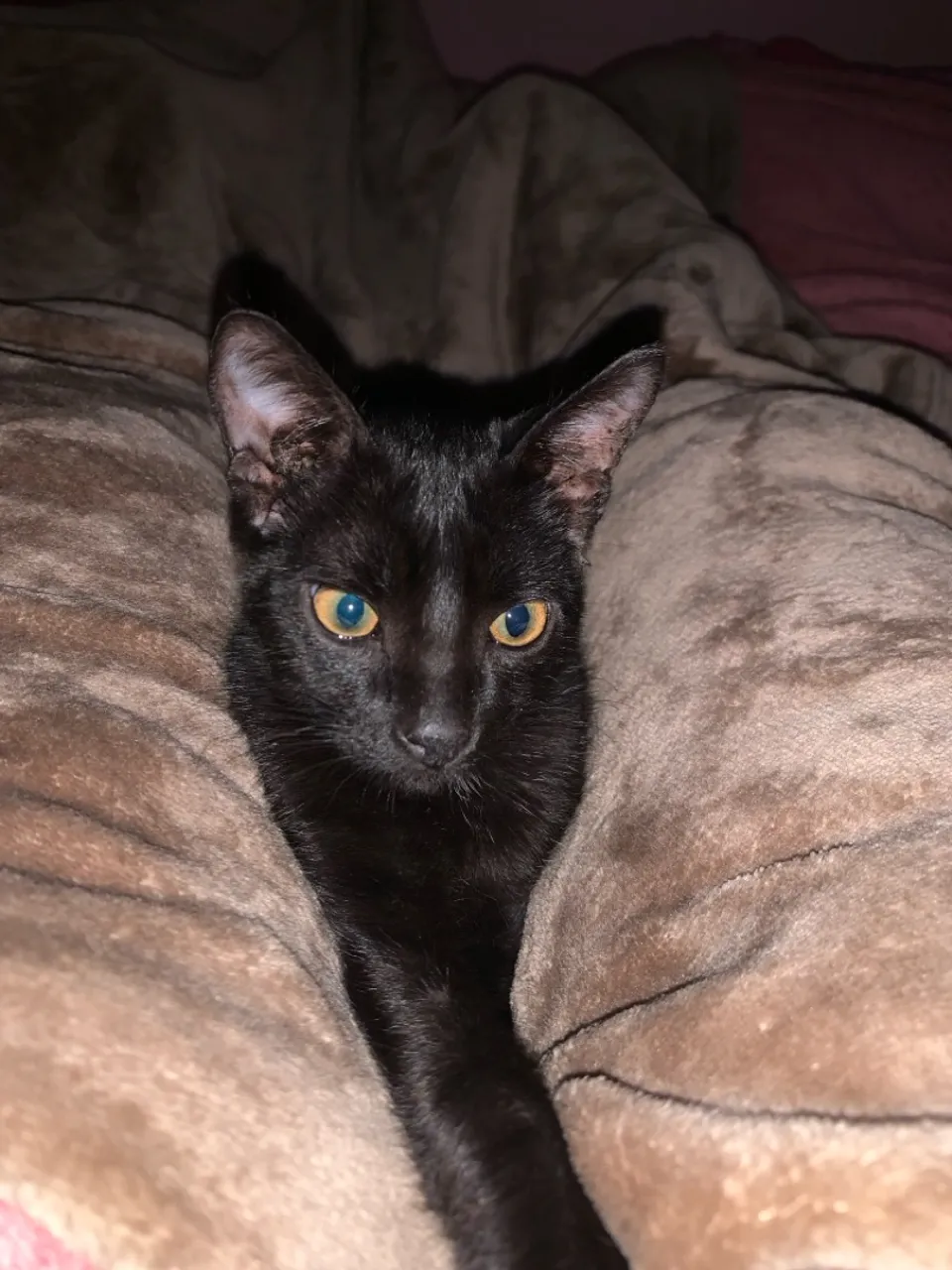Gatinho preto disponível para adoção!