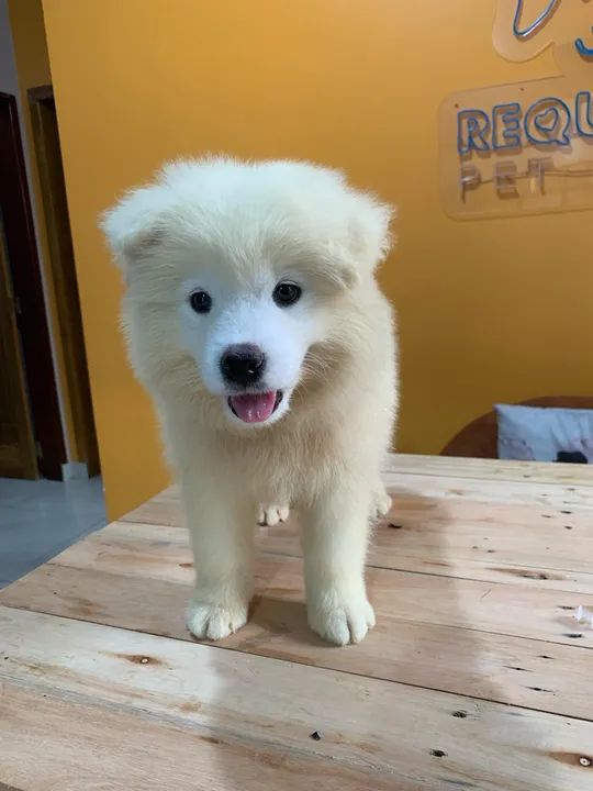 Filhotes de Samoieda  - Foto 4