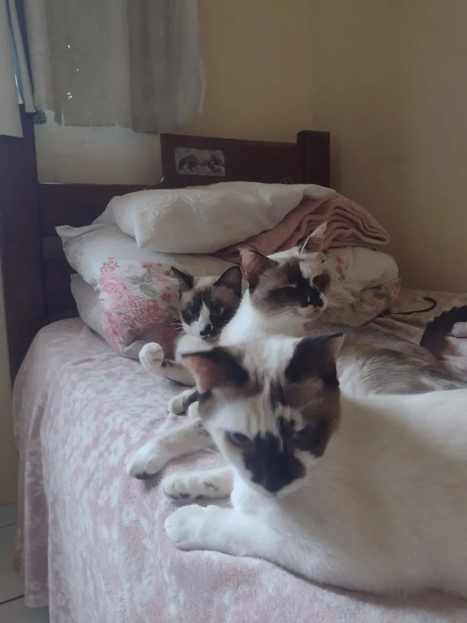 Linda Gatinha disponível para adoção - Foto 5