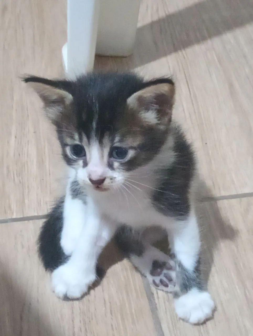 Gatinho fofinho disponível para adoção