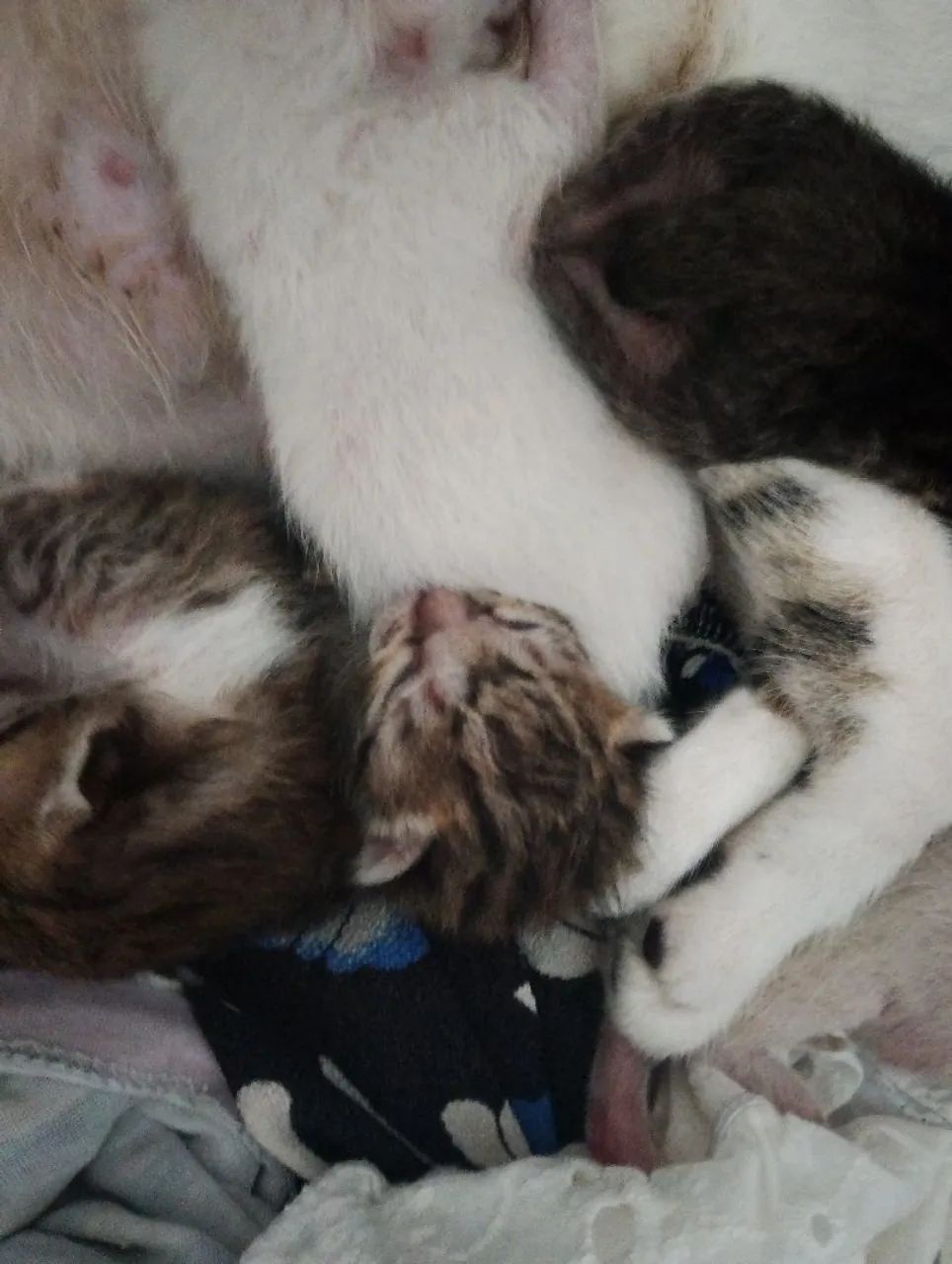 Gatos para adoção  - Foto 6