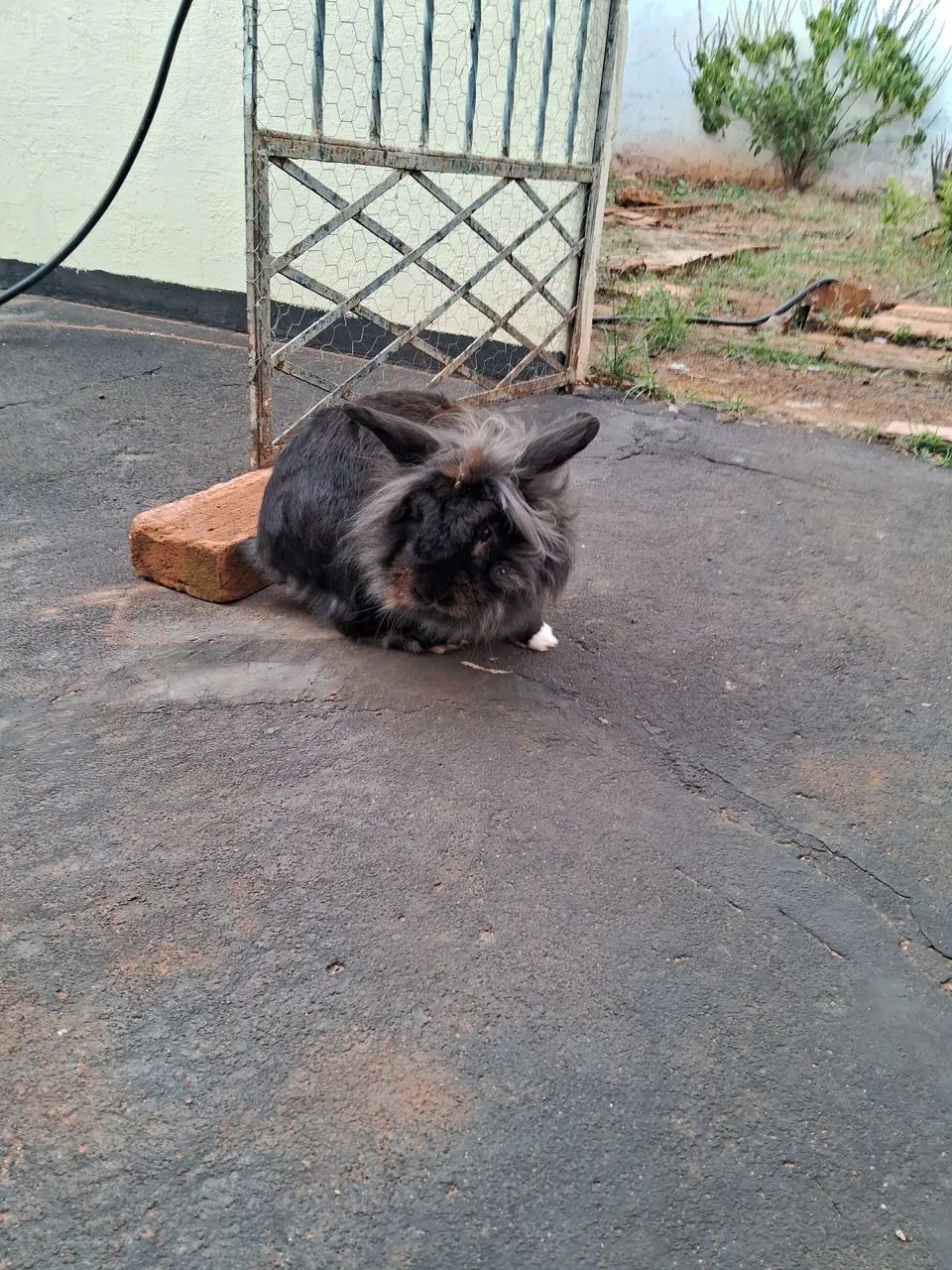 Coelho Angorá Mini - Pelúcia de Patas