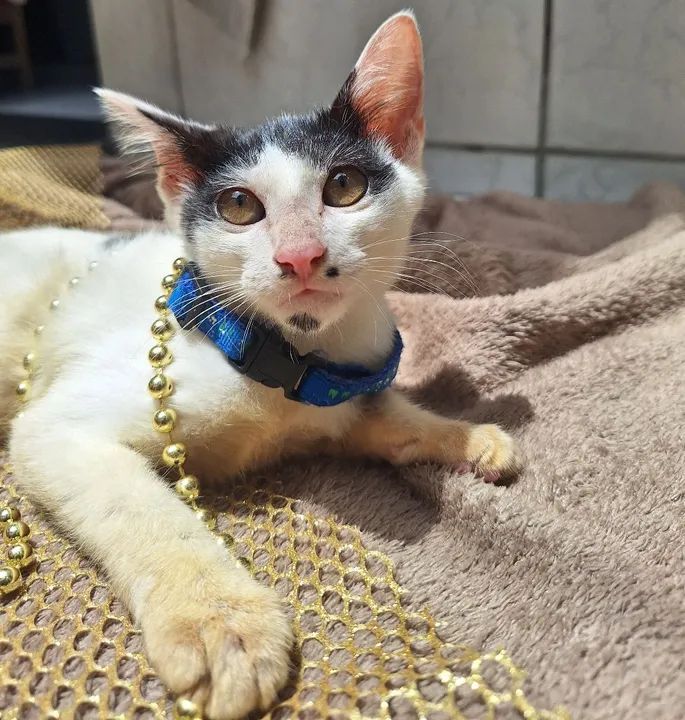 Gatinho disponível para adoção - Foto 5