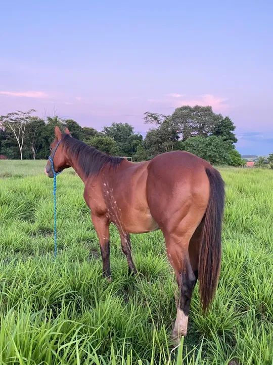 Potro Quarto de milha PO  - Foto 5