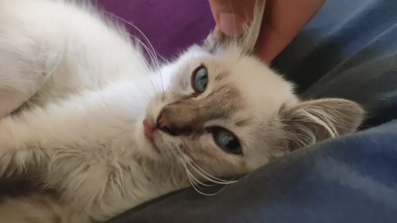 Doação de gato