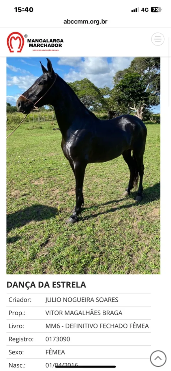 ÉGUA MATRIZ - MANGALARGA MARCHADOR