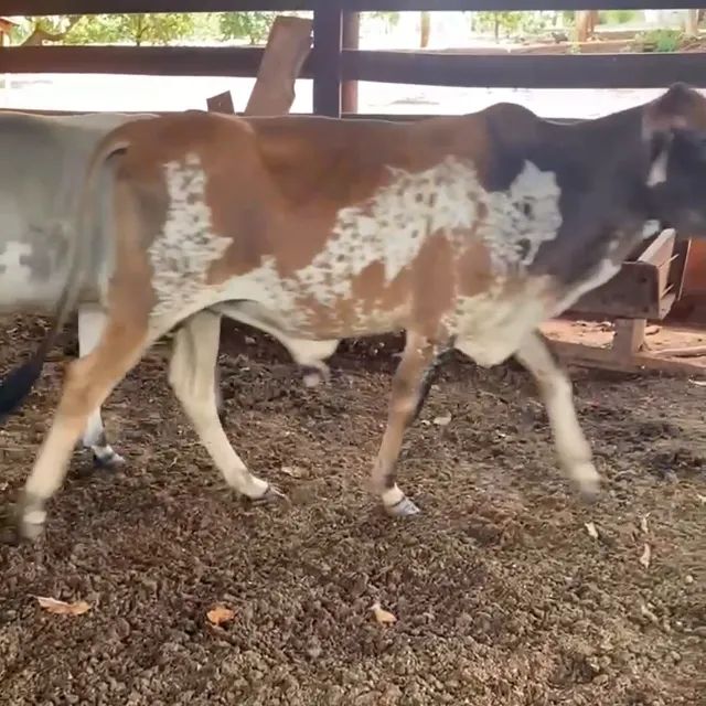 Bezerros Muito bons para vender hoje - Foto 2