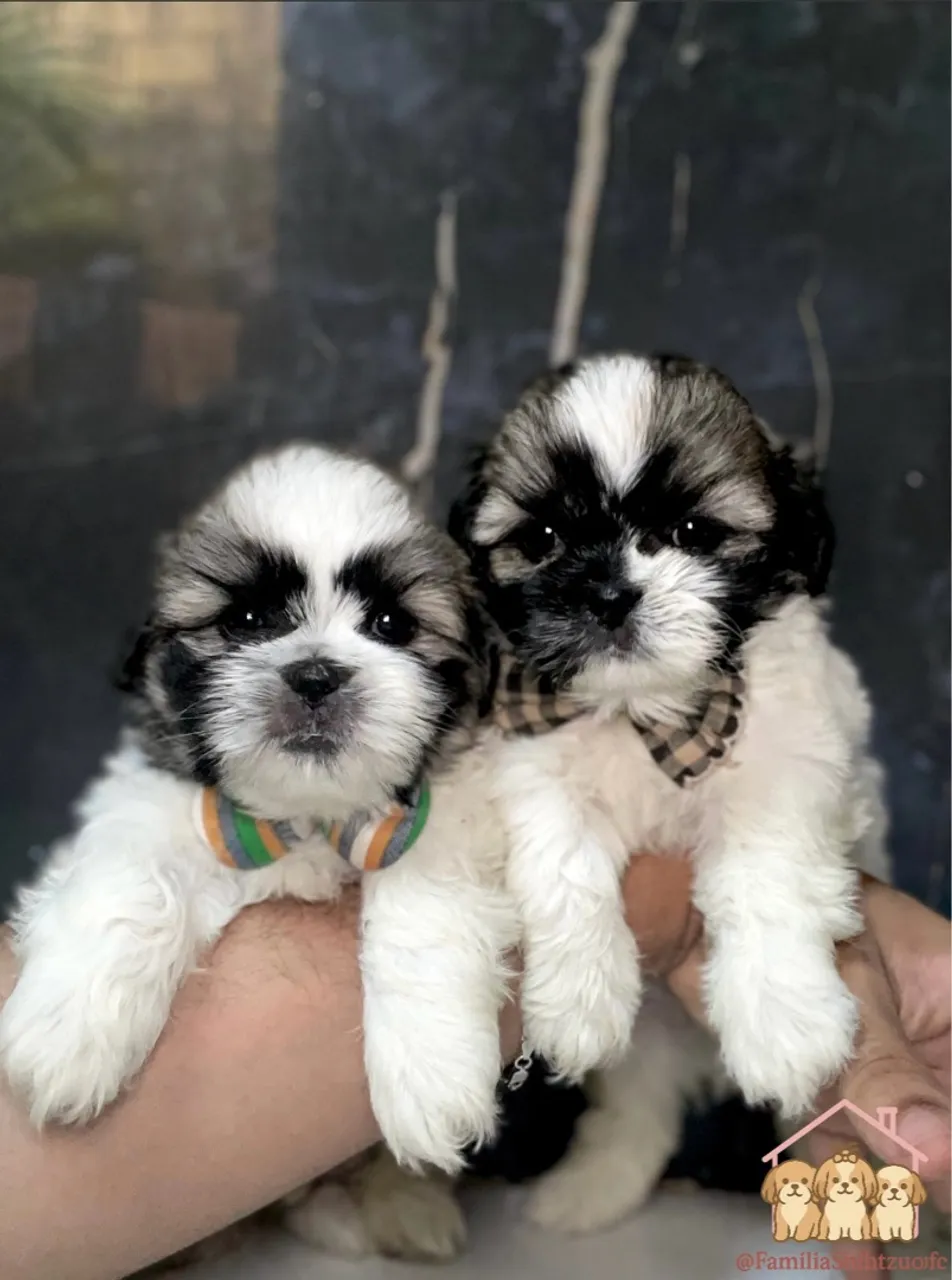 Nenês de Shih Tzu Puro