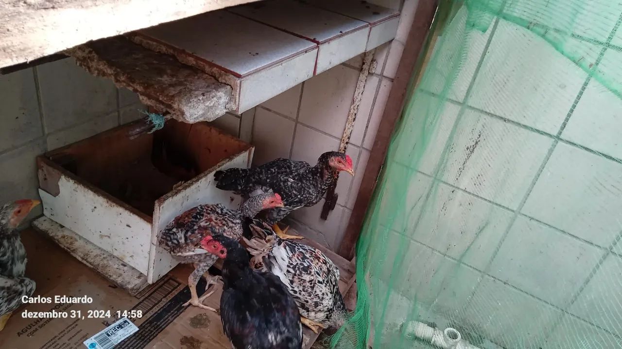 Frangos caipira - Foto 3