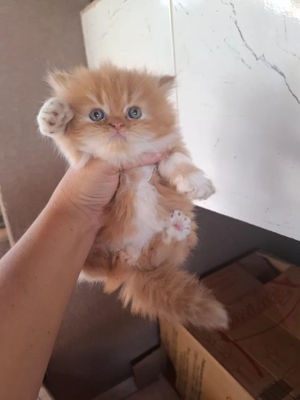 Gatinho Persa - ruivo  - Foto 3