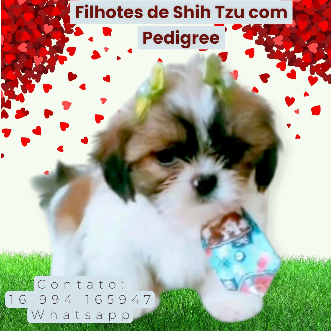 Lindos filhotes de Shih Tzu com Pedigree e vacina .
