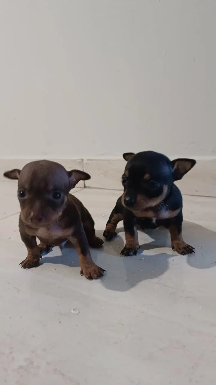 Filhotes de Pinscher Macho