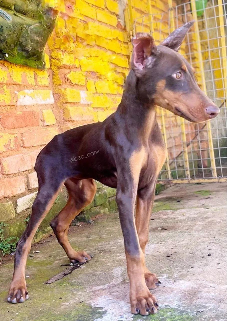 Doberman filhote - Foto 2