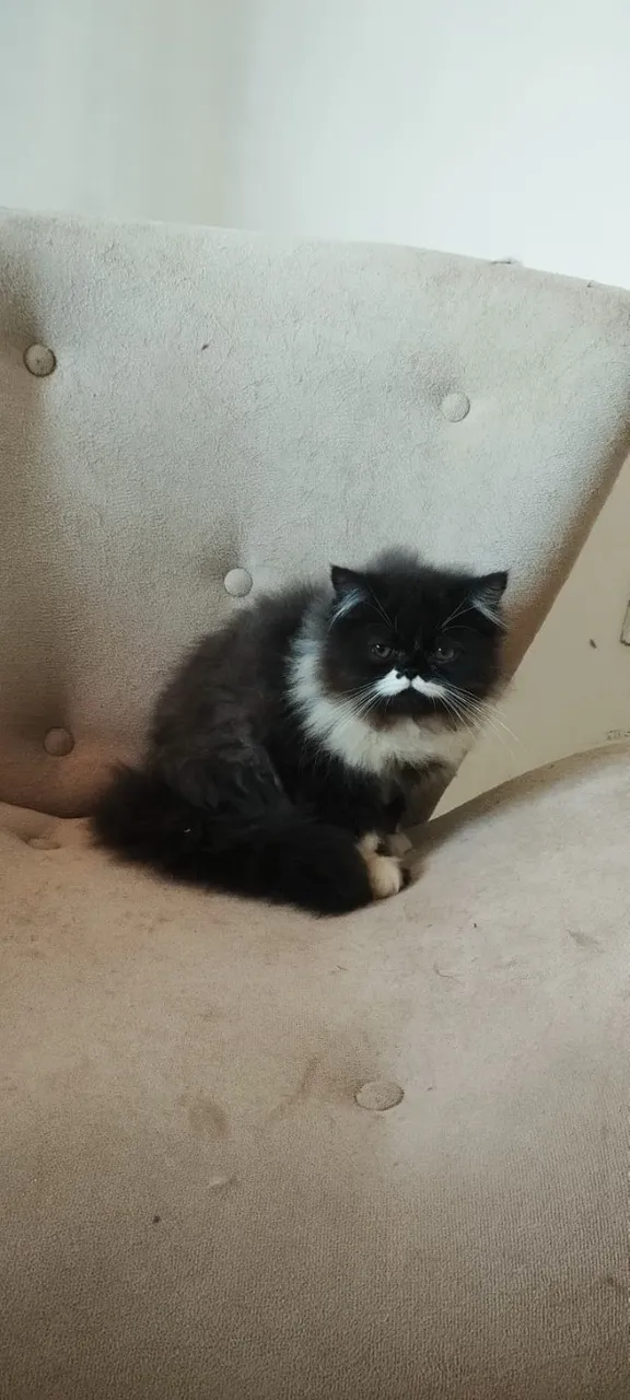 Gato persa legítimo