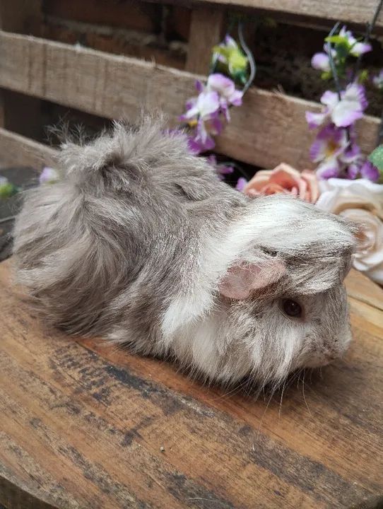 Lindo machinho peruano  - Foto 2