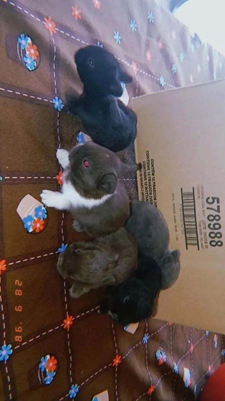 Miniature Baby Rabbits