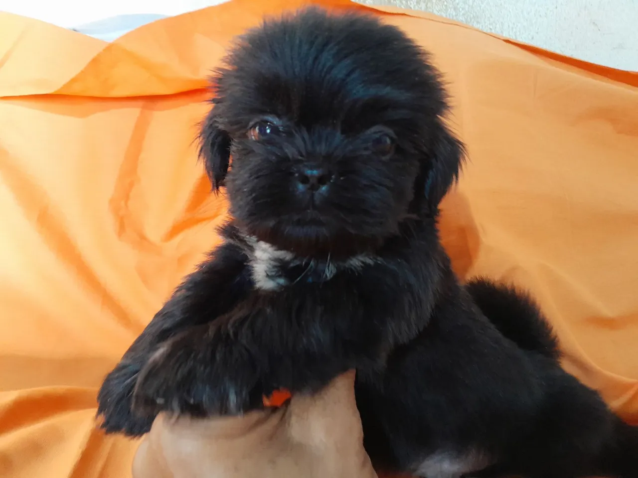 Filhote Shih Tzu Preto Disponível