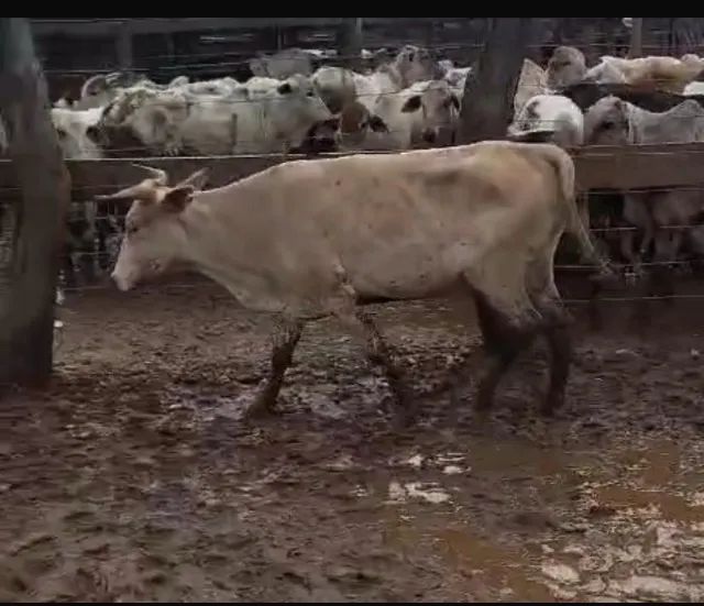 Gado curraleiro pé-duro legítimo  - Foto 3