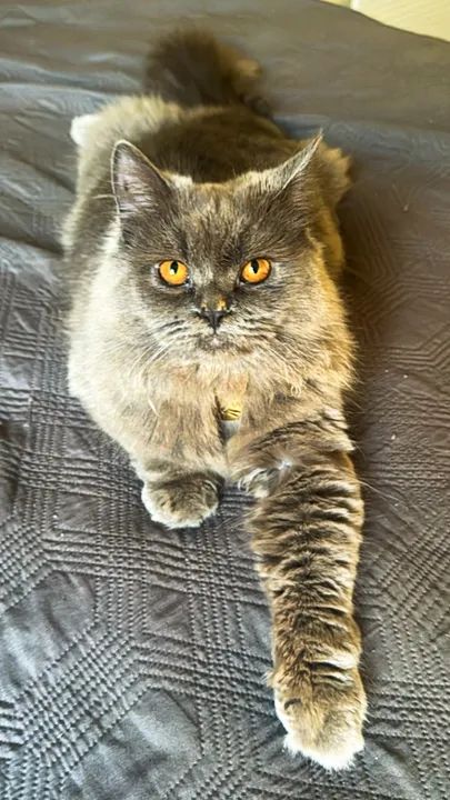 Gato Persa macho à procura de namorada  - Foto 2