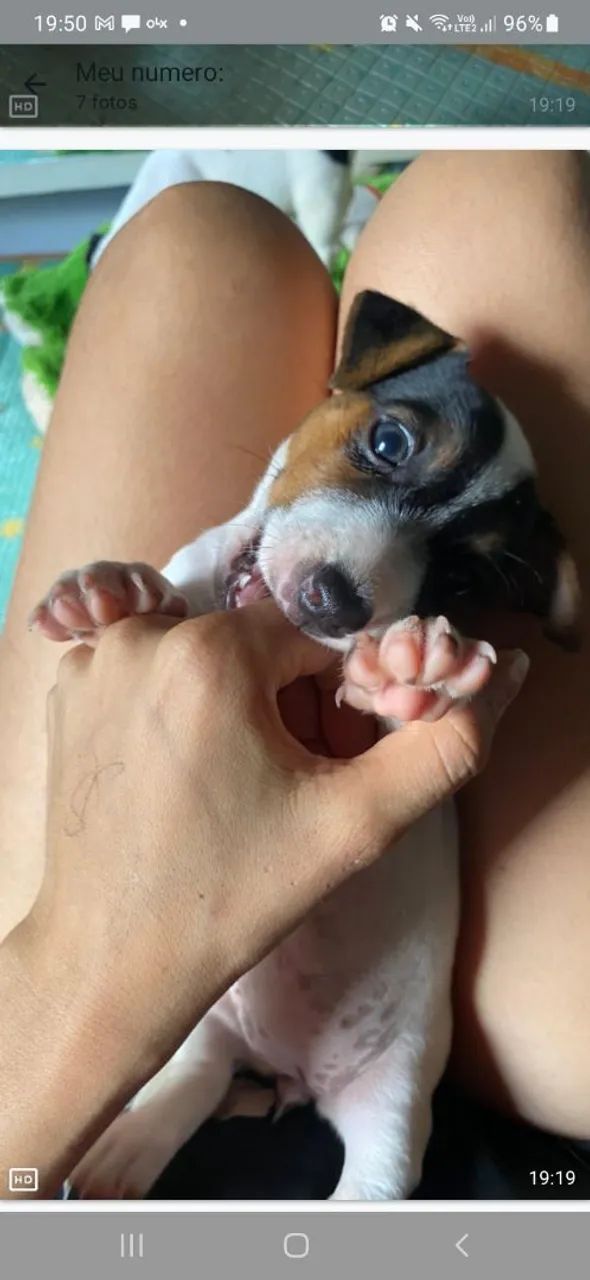 Filhotes Jack Russell Terrier - Foto 5