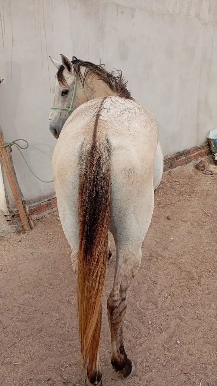 Égua pra vender ligeiro animal de procedência.