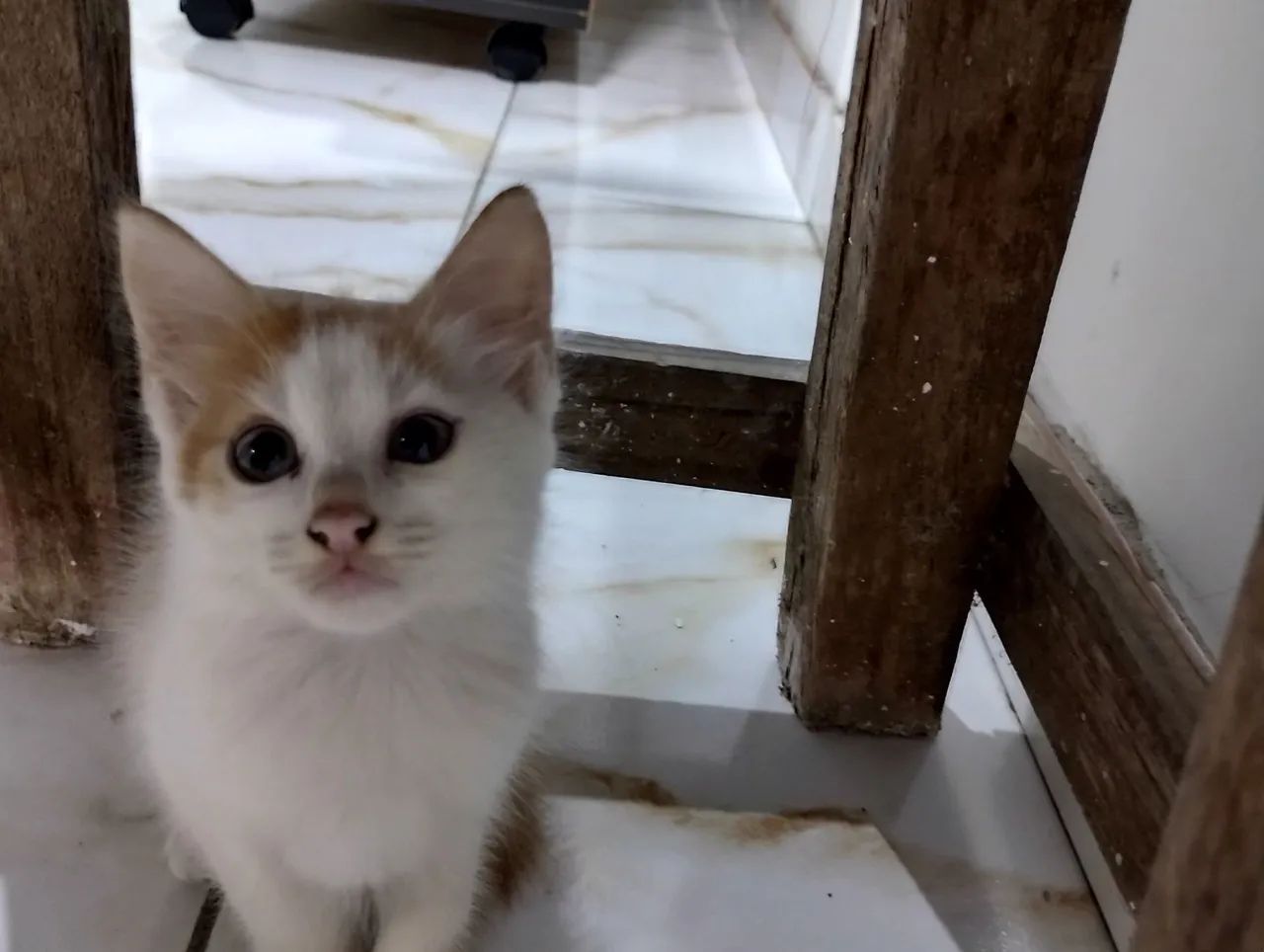 Gatinho filhote olho azul, fofo para adoção.  - Foto 2