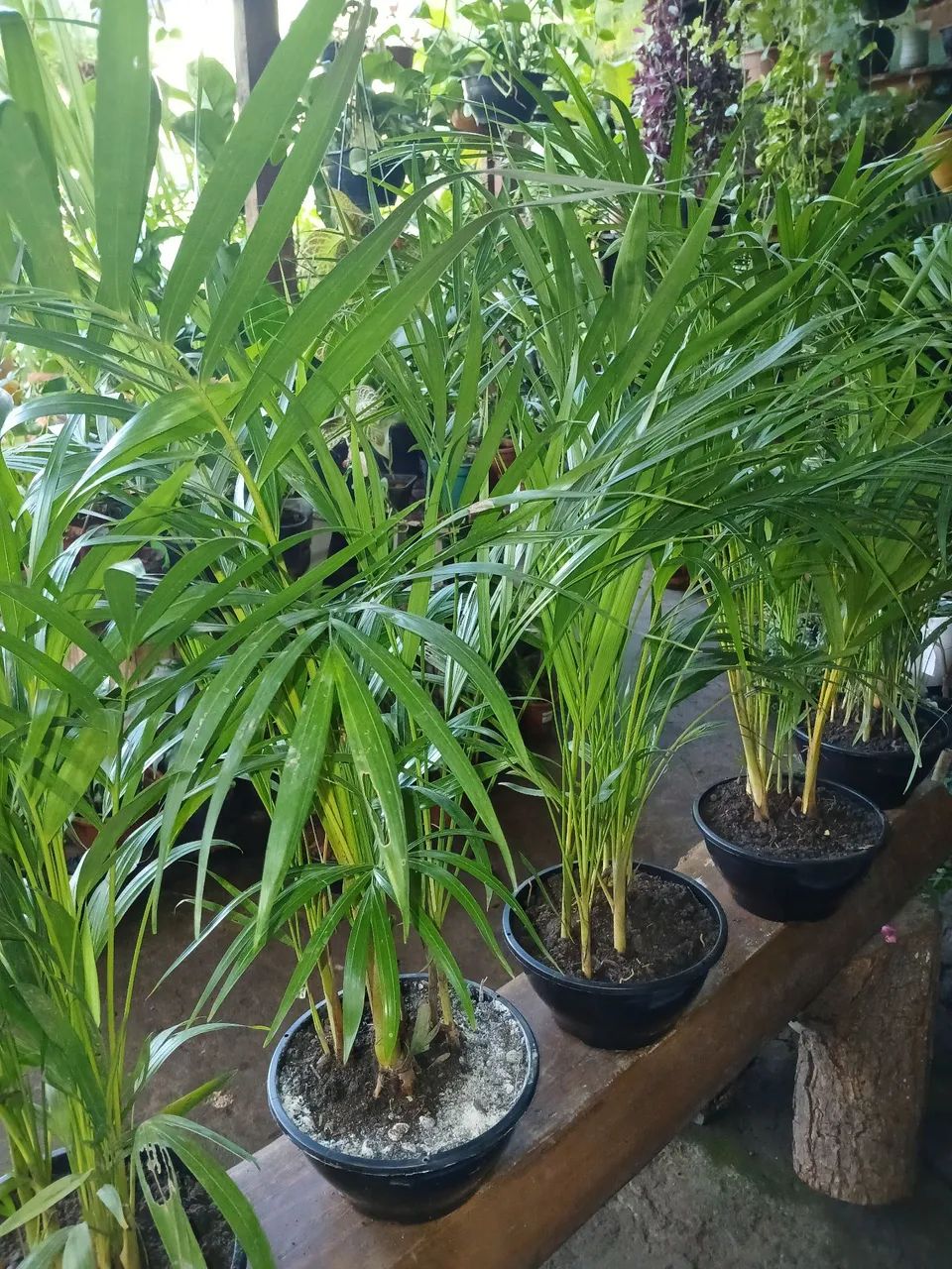 Palmeira Areca - Pacote com 4 Plantas