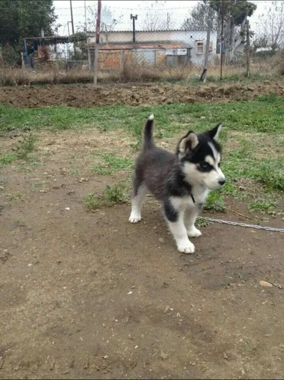 Husky Siberiano filhotes | Para cuidar e amar