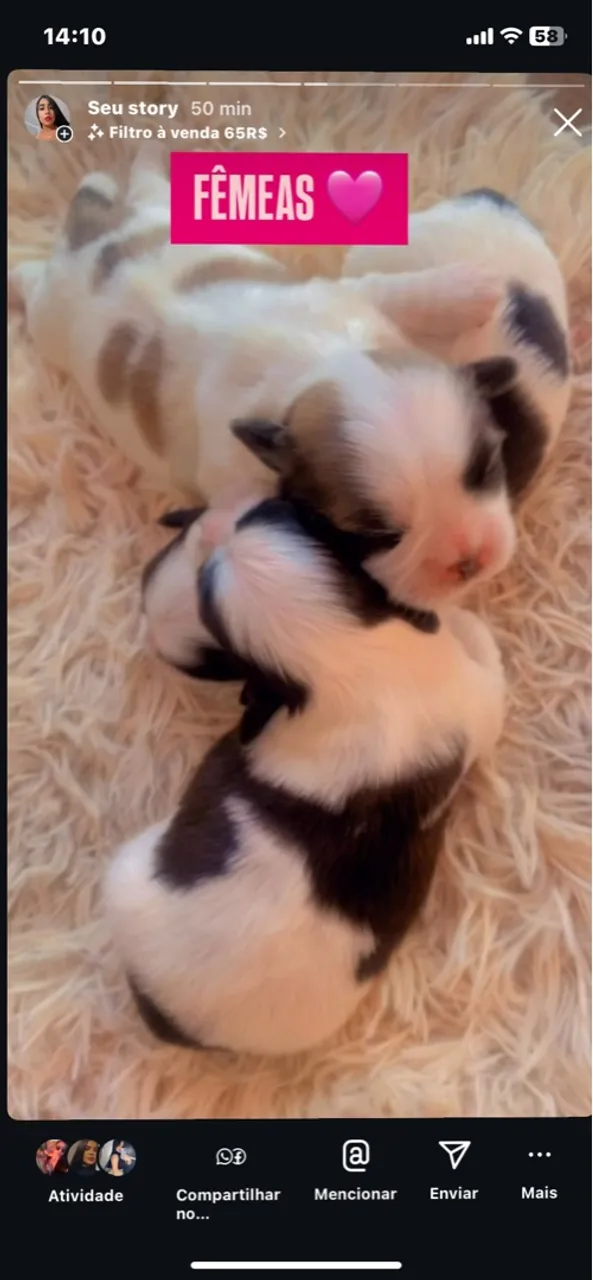 6 filhotes shih tzu puro 