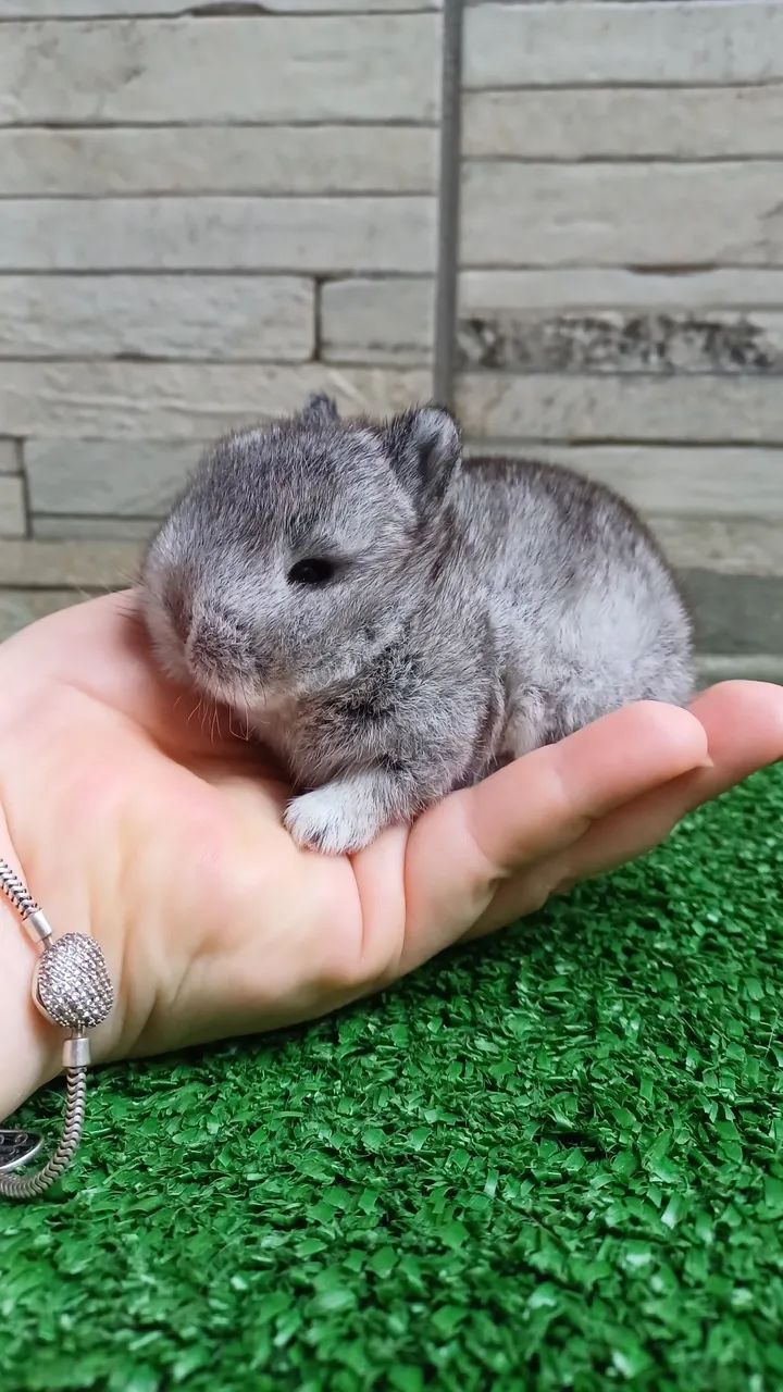 Netherland Dwarf  *coelho anão* linhagem Importada 