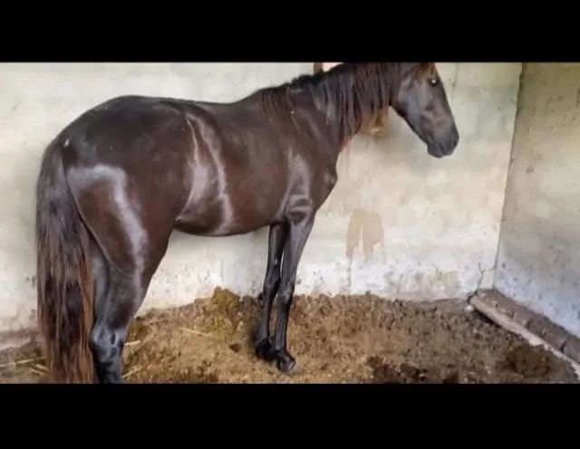 Dupla de Portos puros e Registrados | Netos do Elfo do Porto Azul - Foto 4