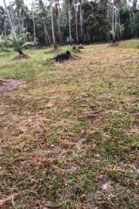 Grande Área à beira da lagoa para aluguel e venda tem 70000m2 em Massagueira - Marechal De - Foto 3