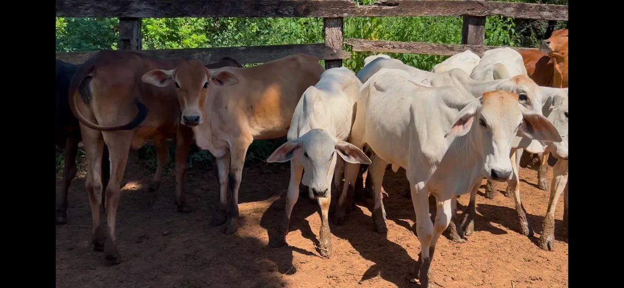 16 bezerras  - Foto 2