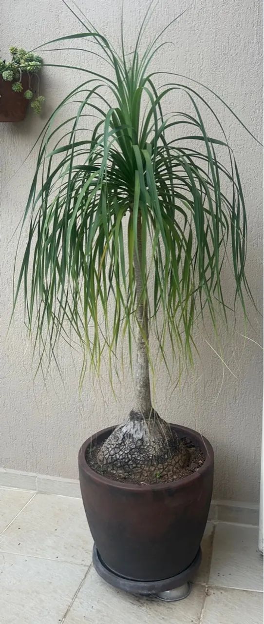 Pata de elefante em vaso plástico