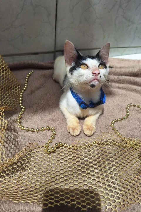 Gatinho disponível para adoção - Foto 4