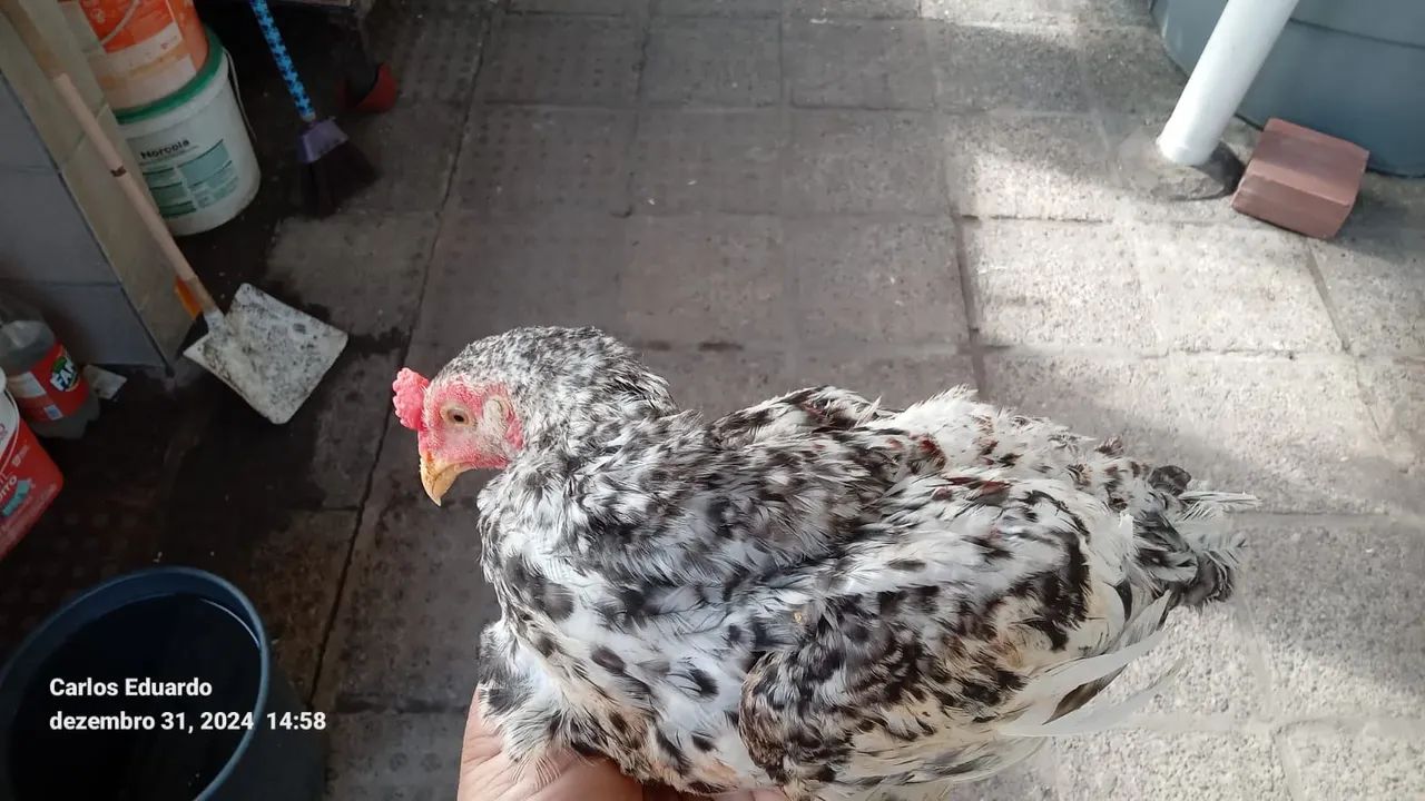 Frangos caipira - Foto 4